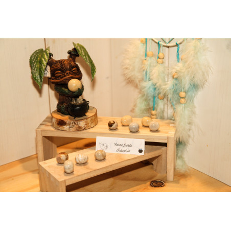 Corail fossile Indonésie